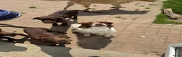 Springador dogs for sale: Male springador for sale - Advert 1