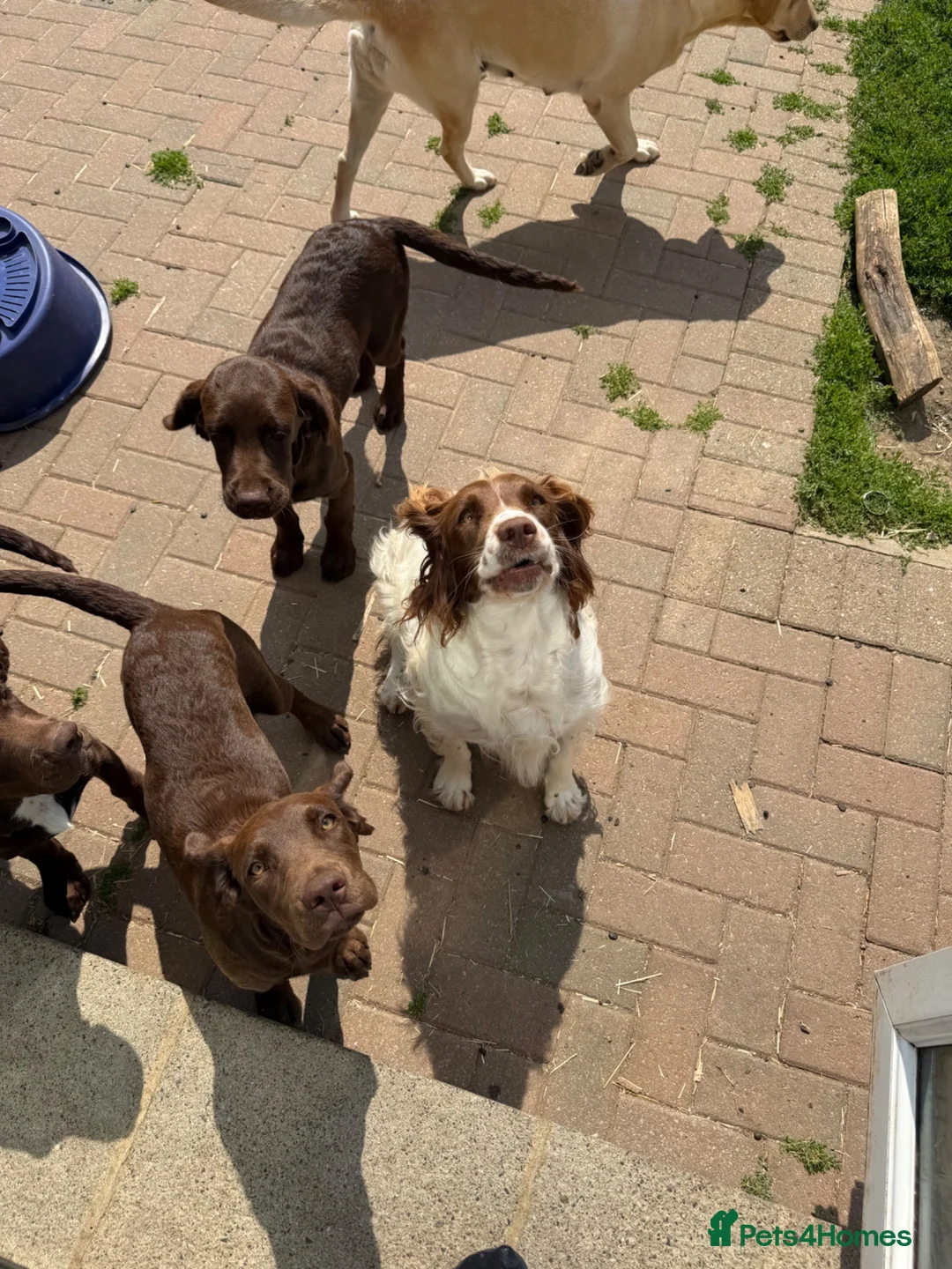 Springador dogs for sale: Male springador for sale - Advert 1