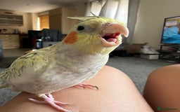 Cockatiels birds for sale: Tame Female cockatiels  - Image 3