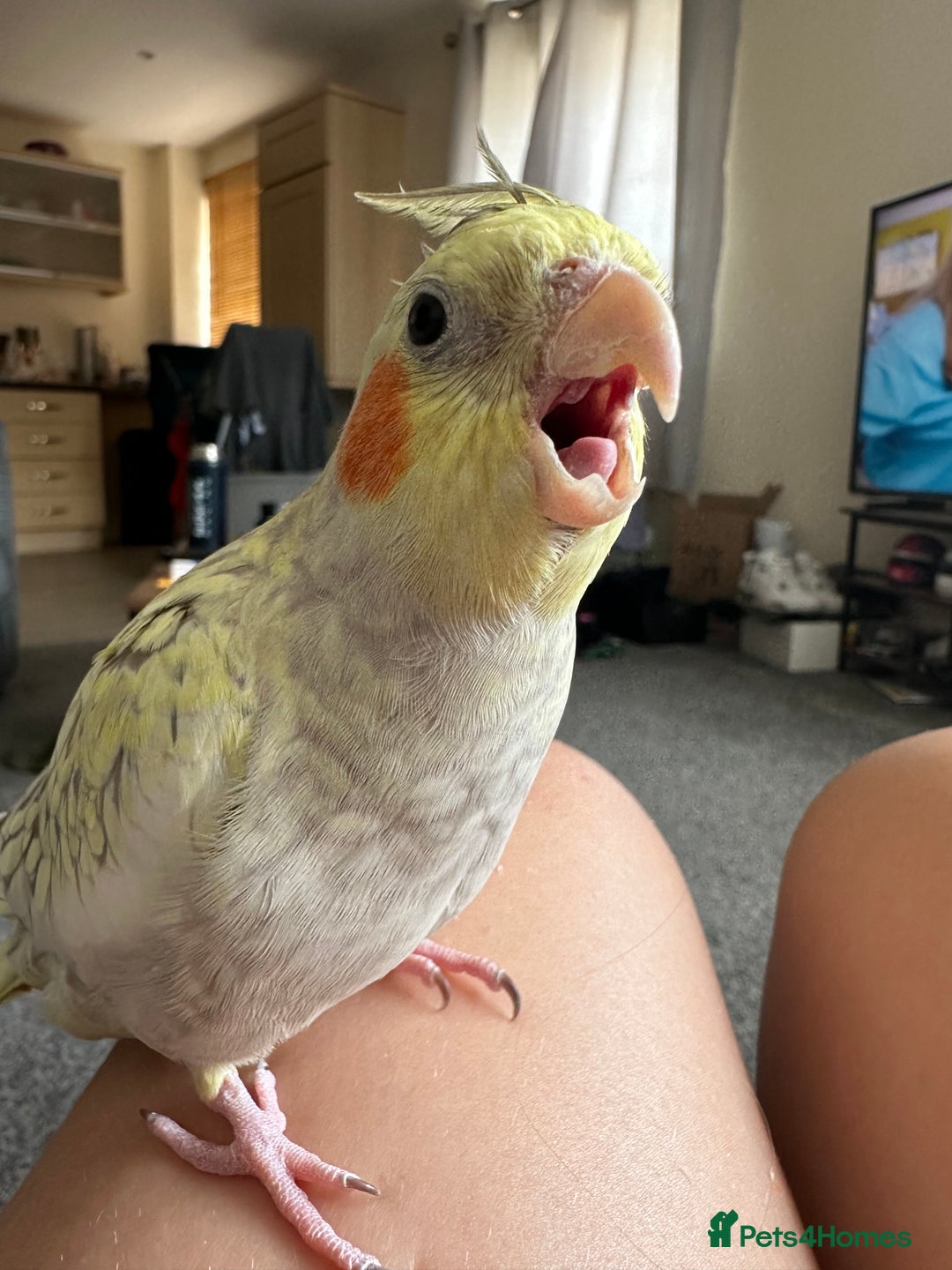 Cockatiels birds for sale: Tame Female cockatiels  - Image 3