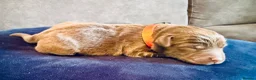 Labradoodle dogs for sale: 🐾 Rare Merle Labradoodles Ready This Summer! 🐾 - Advert 13