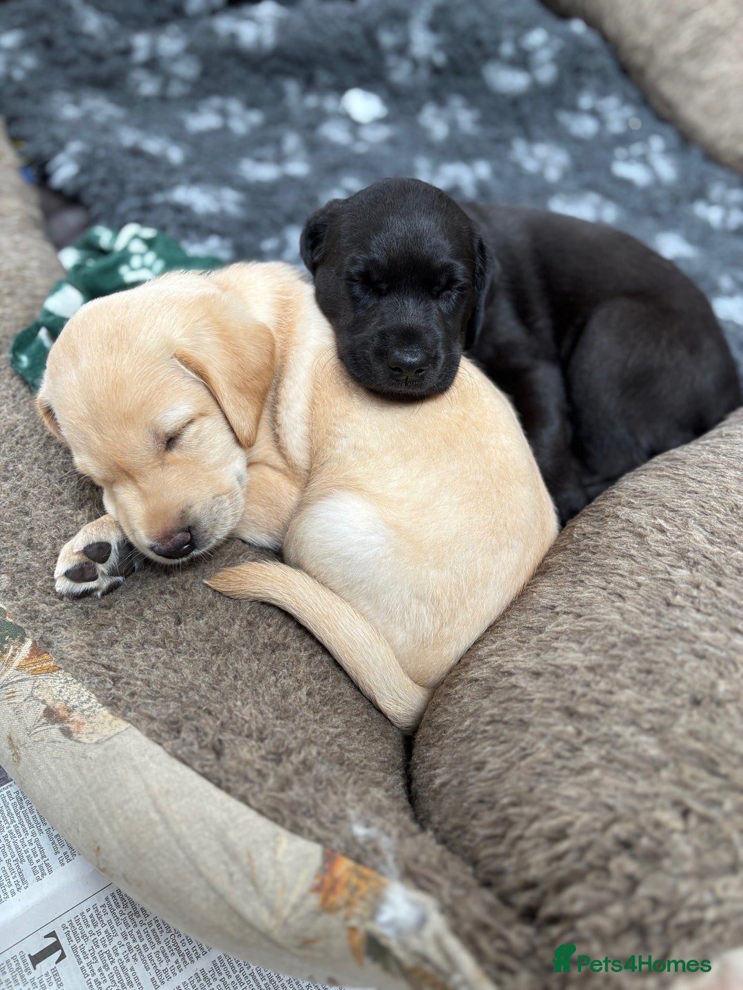 Labrador Retriever dogs for sale: 1 x Black Dog - KC reg, FTCH sired in Droitwich - Image 4