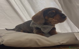 Dachshund dogs for sale: Wife haired x smooth dachshund puppy’s  - Image 4