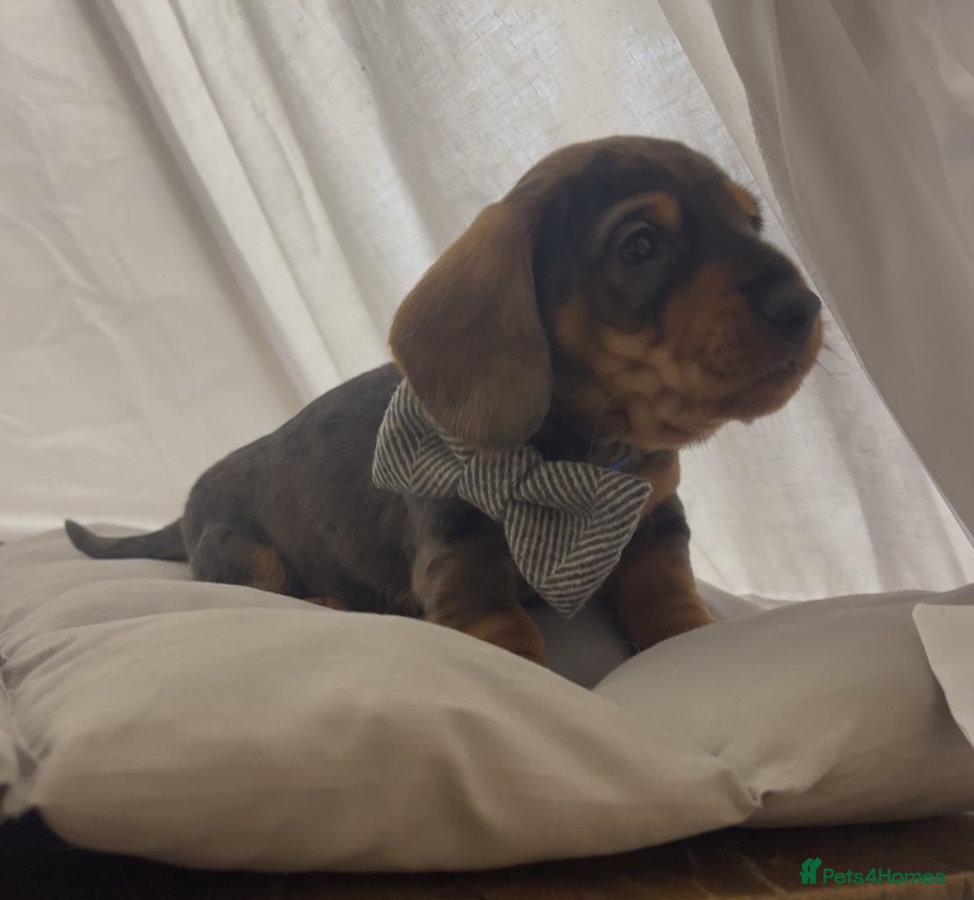 Dachshund dogs for sale: Wife haired x smooth dachshund puppy’s  - Image 4