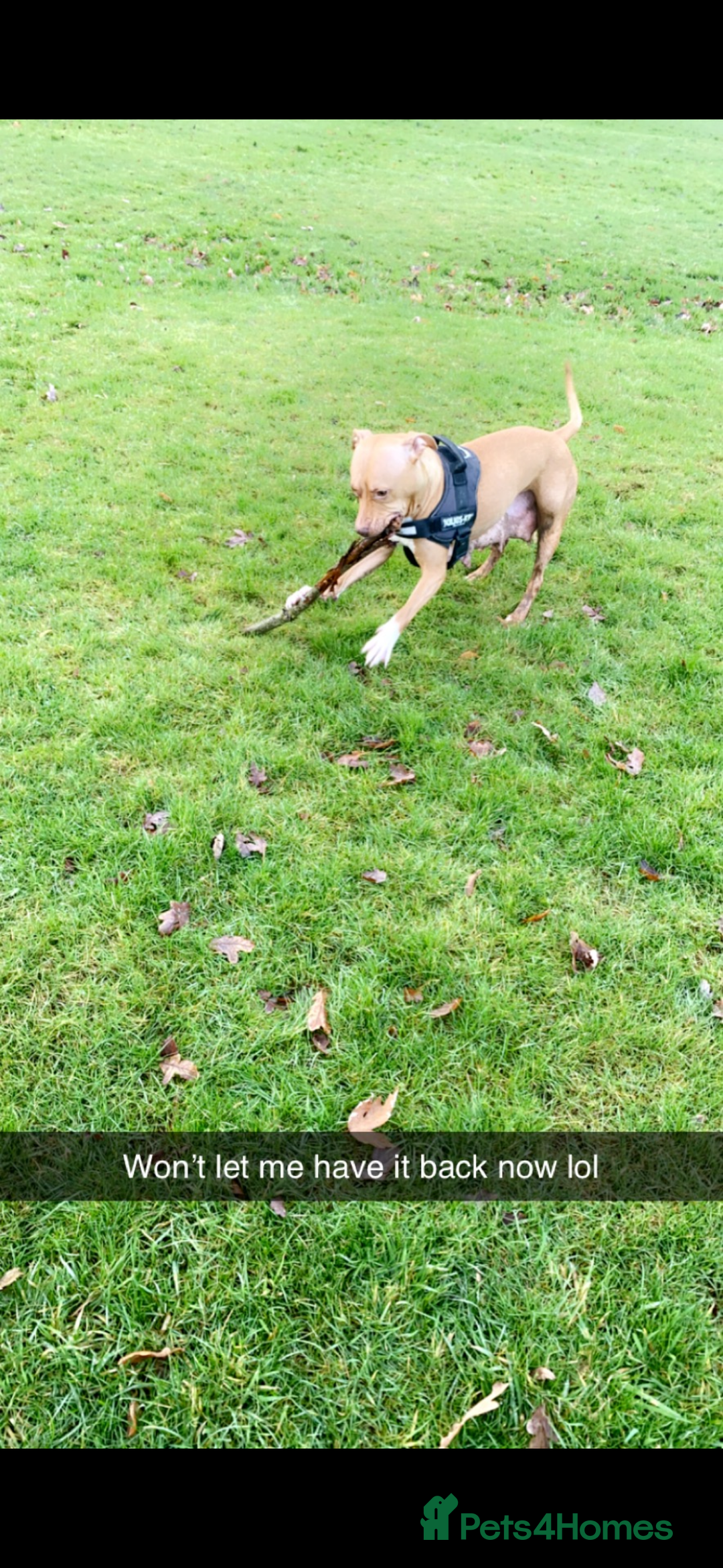 Staffordshire Bull Terrier dogs for sale: Beautiful dog - Image 5