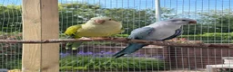 Parrots birds for sale: Pair of Quaker parrots - Advert 3