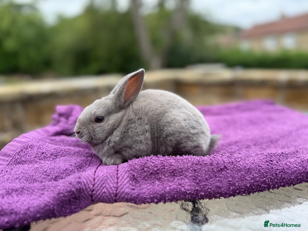 Rex rabbits for sale: Purebred Mini Rex - Image 3