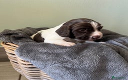 Sprocker dogs for sale: Sprockers  - Image 8
