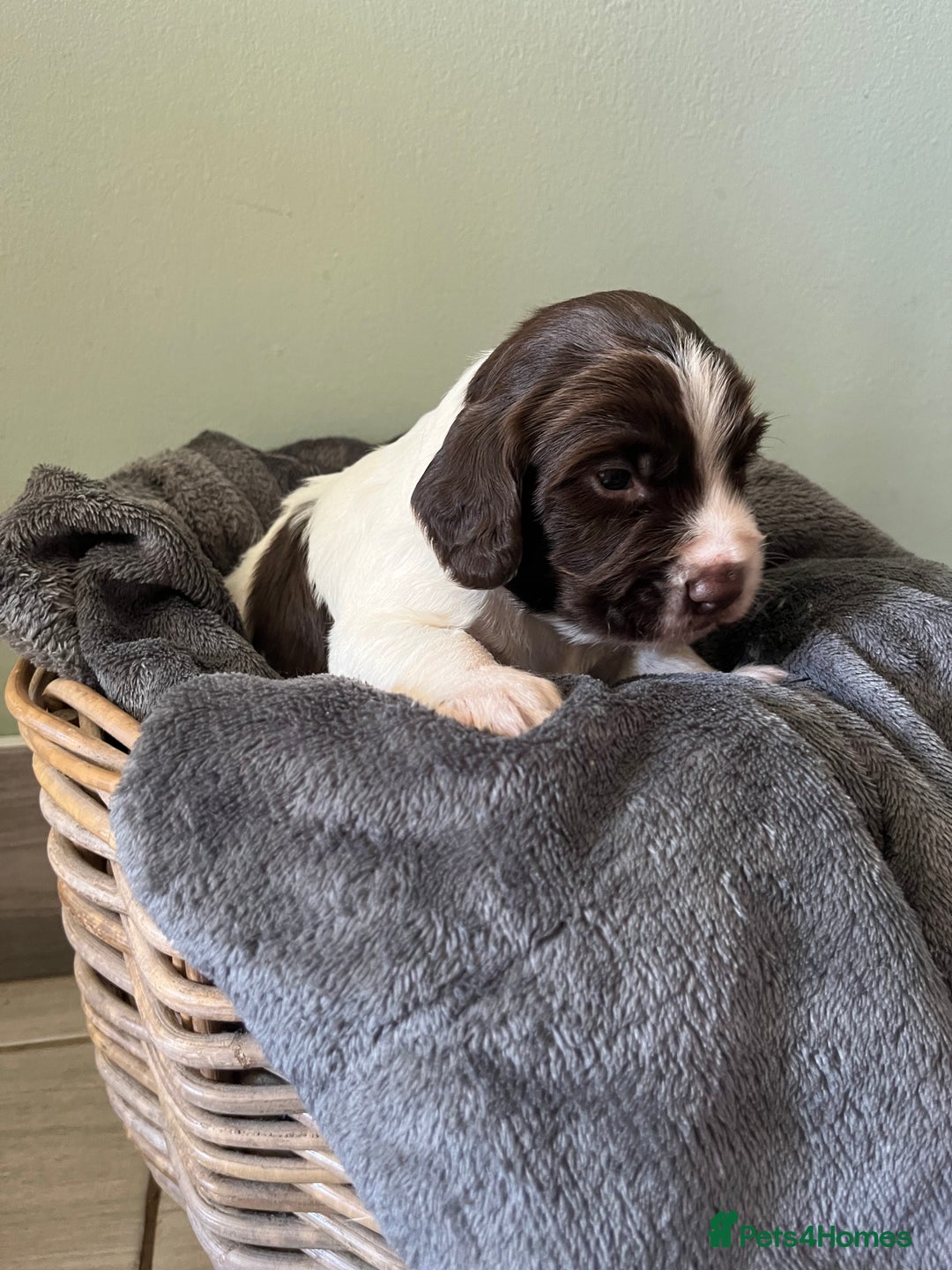 Sprocker dogs for sale: Sprockers  - Image 8