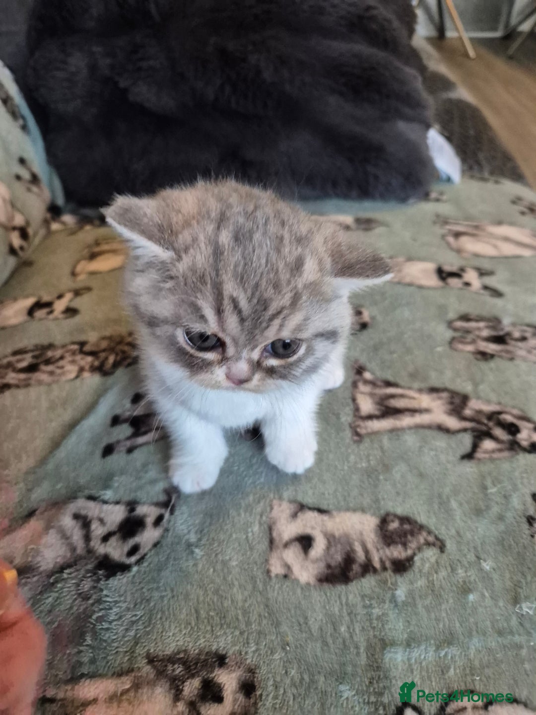 Selkirk Rex cats for sale: Pedigree selkirk rex girls non curly - Advert 32