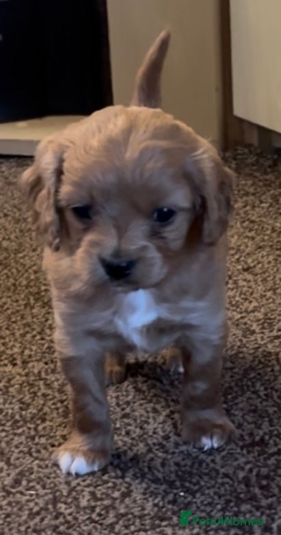 Cavapoo dogs F1 Toy Cavapoo Puppy’s! - Advert 8