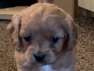 Cavapoo dogs F1 Toy Cavapoo Puppy’s! - Advert 3