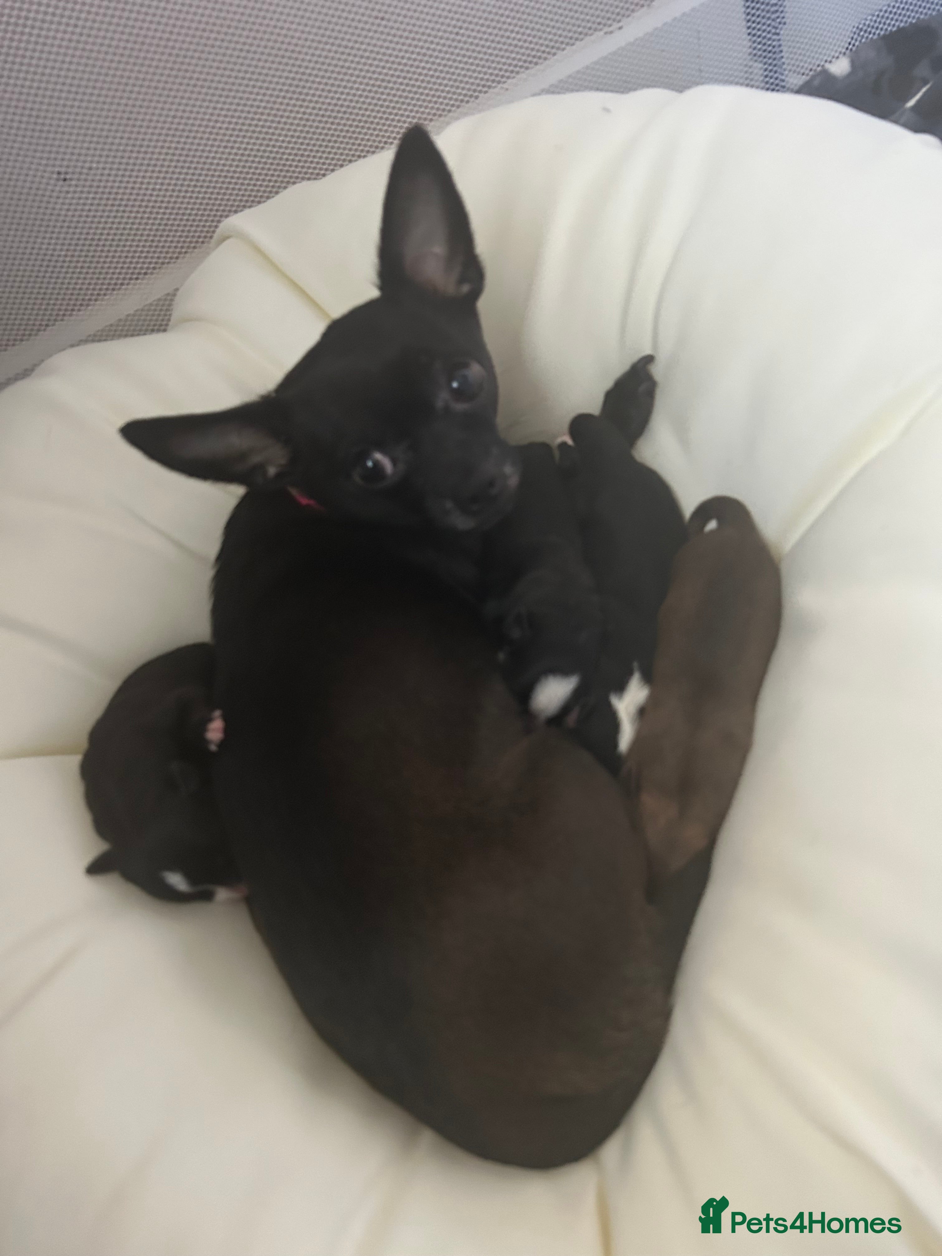 Chihuahua dogs Beautiful Chihuahua puppies - Advert 12