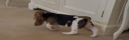 Beagle dogs for sale: Kc reg Charterwood /Davicard  Show winning    - Advert 2