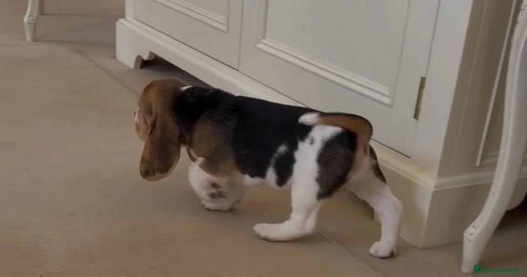 Beagle dogs for sale: Kc reg Charterwood /Davicard  Show winning    - Advert 2