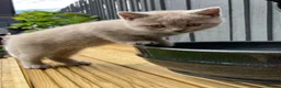 British Shorthair cats for sale: Champion 🏆 pedigree British shorthair kittens  - Advert 4