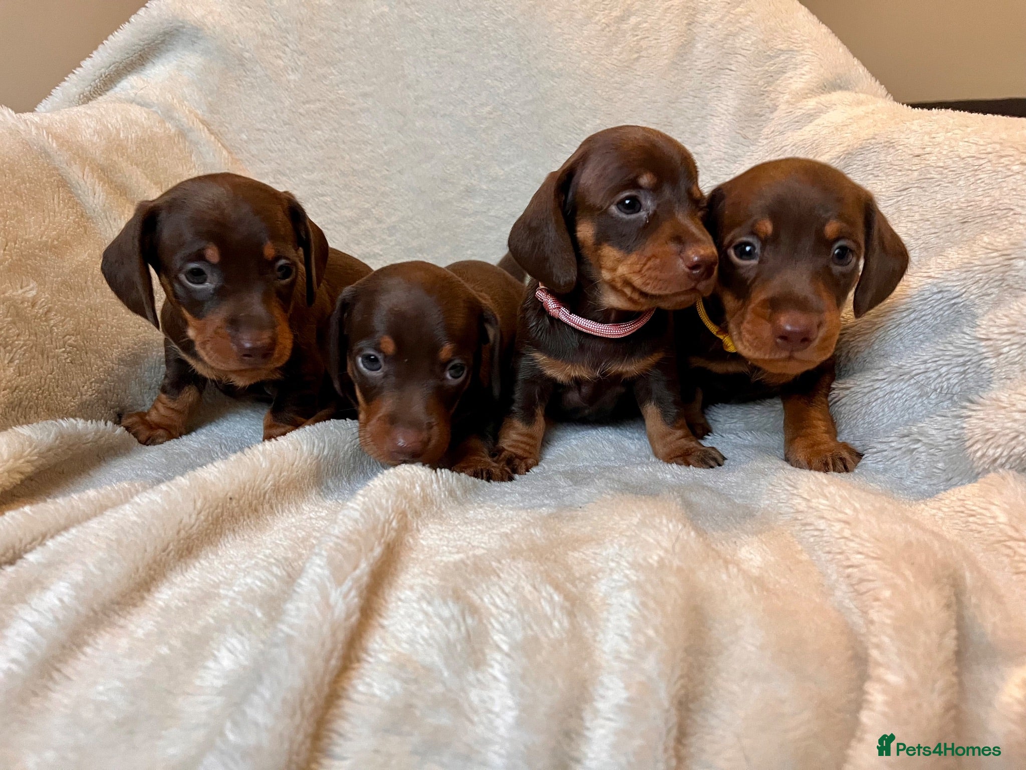 Miniature Dachshund dogs  🍫 Beautiful Chocolate & Tan Mini Dachshunds  - Advert 1