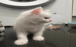 Mixed Breed cats for sale: Healthy & Playful Kittens - Image 2