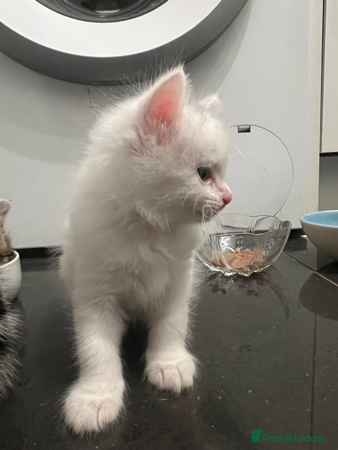 Mixed Breed cats for sale: Healthy & Playful Kittens - Image 2