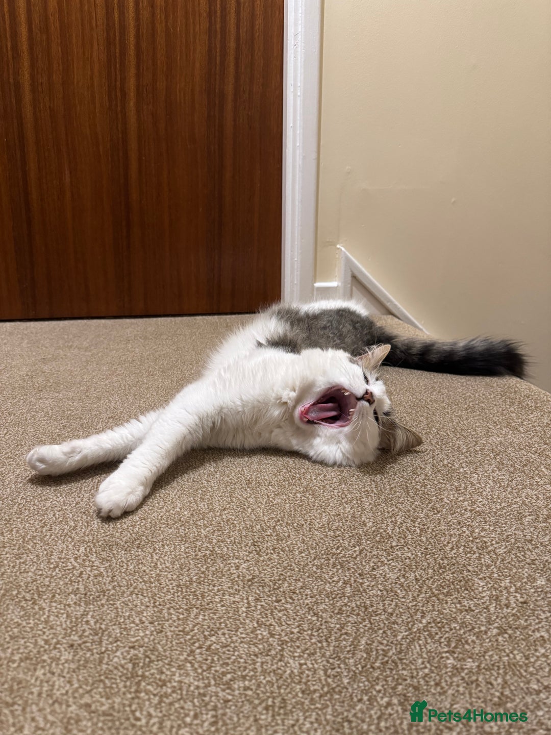 Mixed Breed cats for sale: Beautiful Male fluffy cat - Advert 4