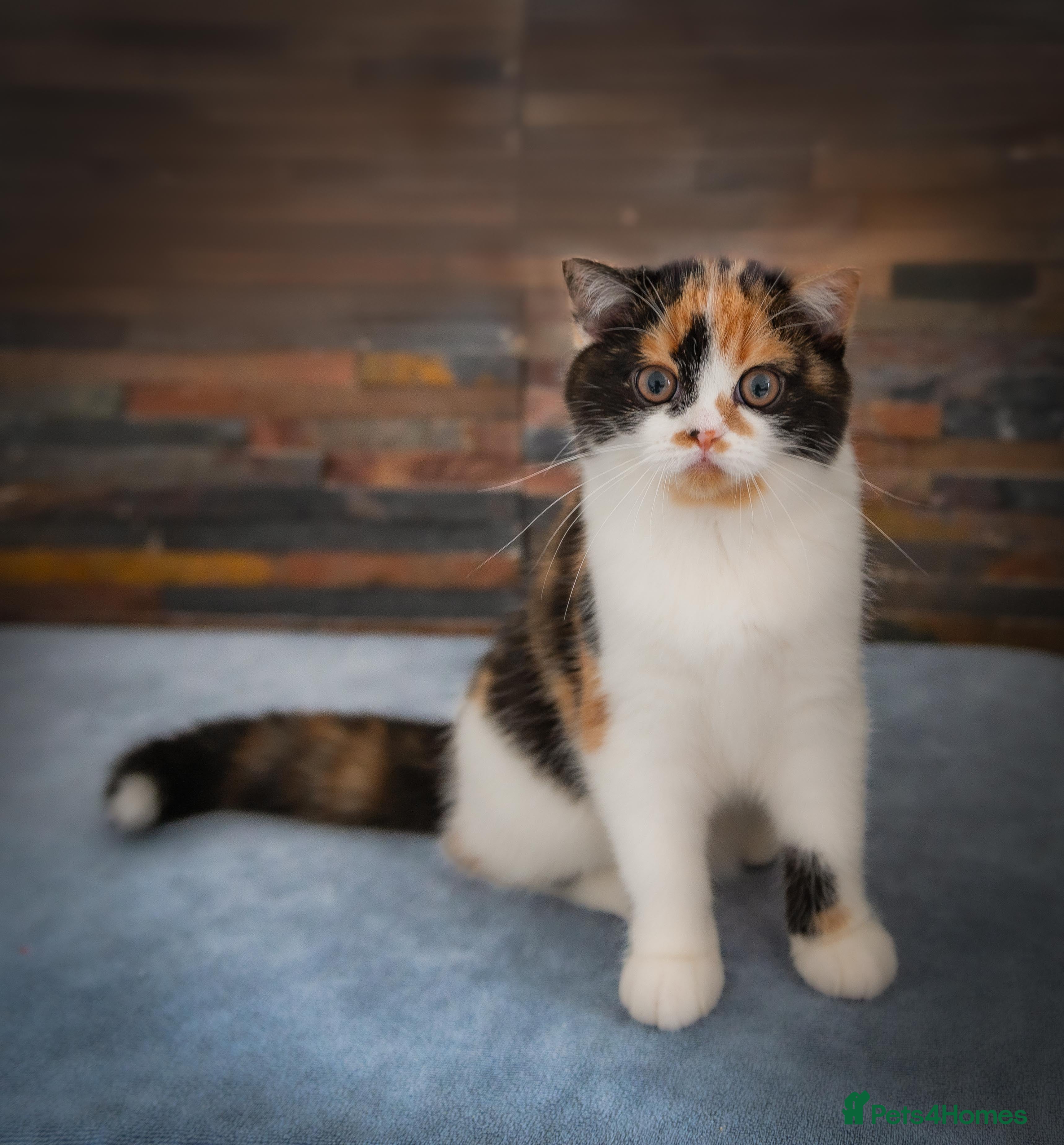 Scottish Fold cats The highest breeding quality Scottish Straight  - Advert 2