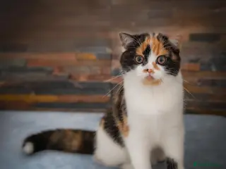 Scottish Fold cats The highest breeding quality Scottish Straight - Advert 2