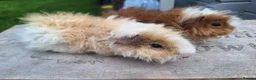 Guinea Pig rodents for sale: Pair of male guinea pigs and single male - Advert 6