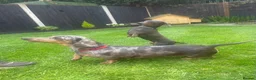 Miniature Dachshund dogs for sale: £600 Pair Miniature Dachshunds seeking loving home in Newark - Advert 6