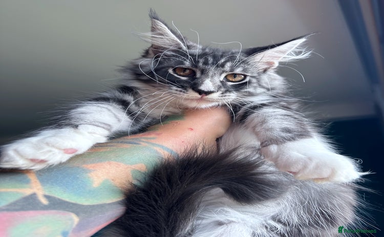 Maine Coon cats - Advert 8