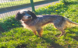 English Setter dogs for adoption: Lister (now Albie) - Image 9