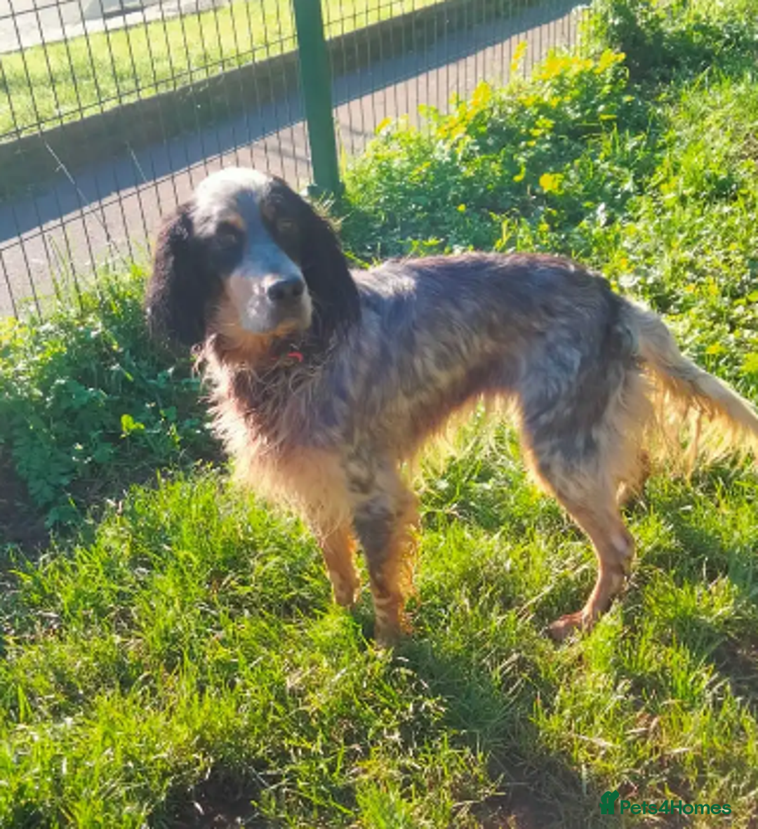 English Setter dogs for adoption: Lister (now Albie) - Image 9