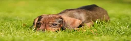 Dachshund dogs for sale: READY NOW Wire Haired Dachshunds Teckles  - Advert 7