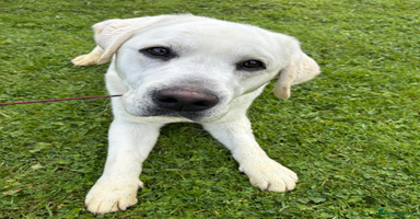 Labrador Retriever dogs - Advert 9
