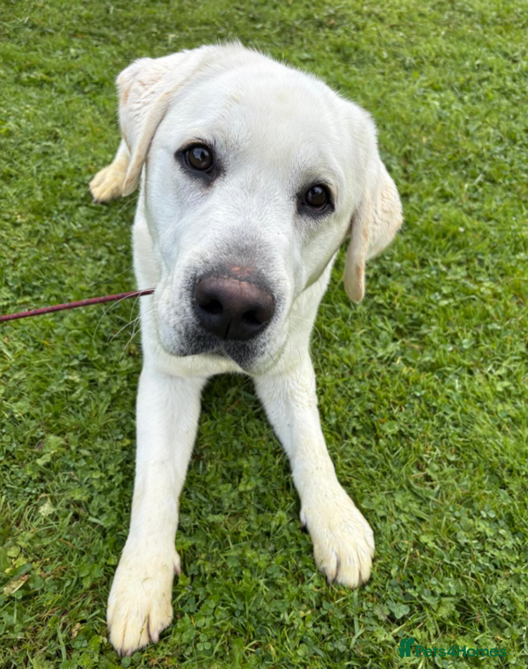 Labrador Retriever dogs for sale: Arlo Advanced trained Labrador  - Image 3