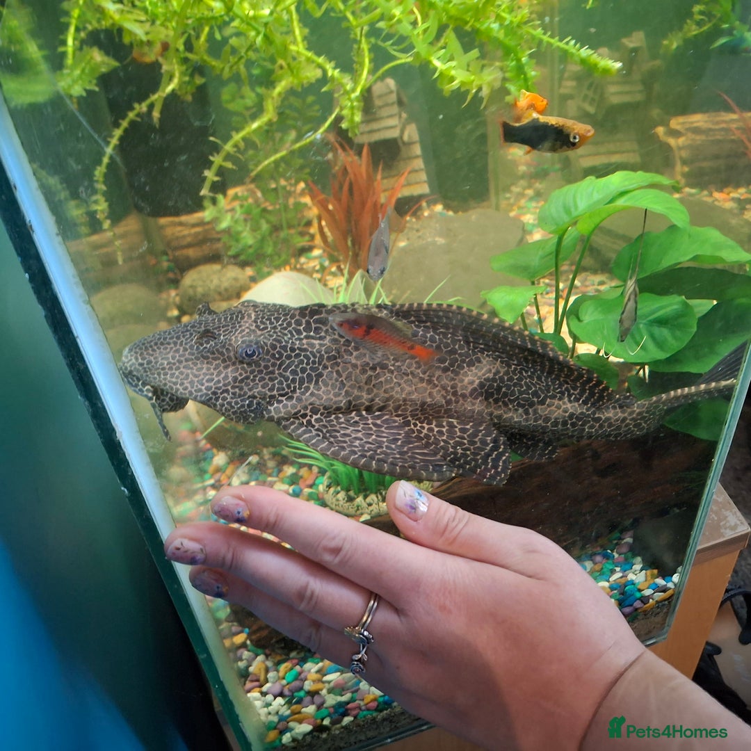 Plecos fish for sale: Large pleco - Image 2