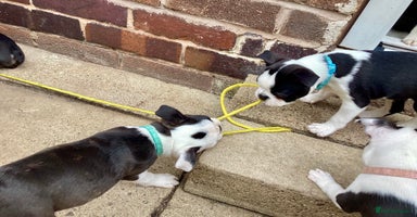 Boston Terrier dogs - Advert 4