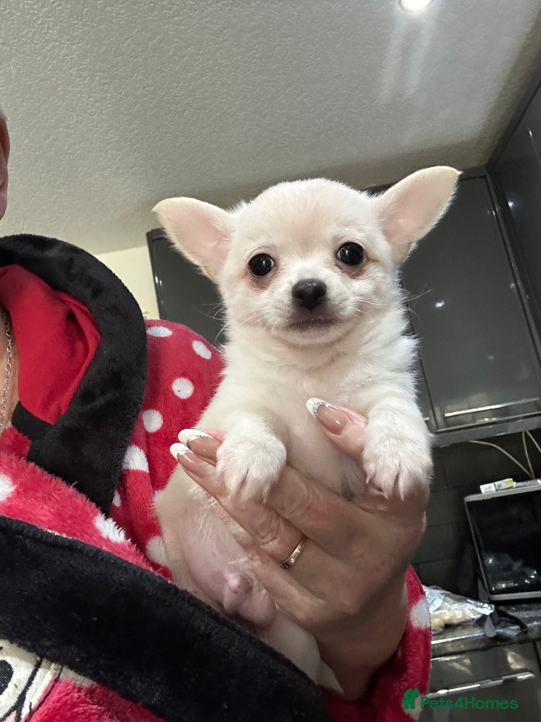 Pomchi dogs for sale: Tiny Pomchi - Image 2