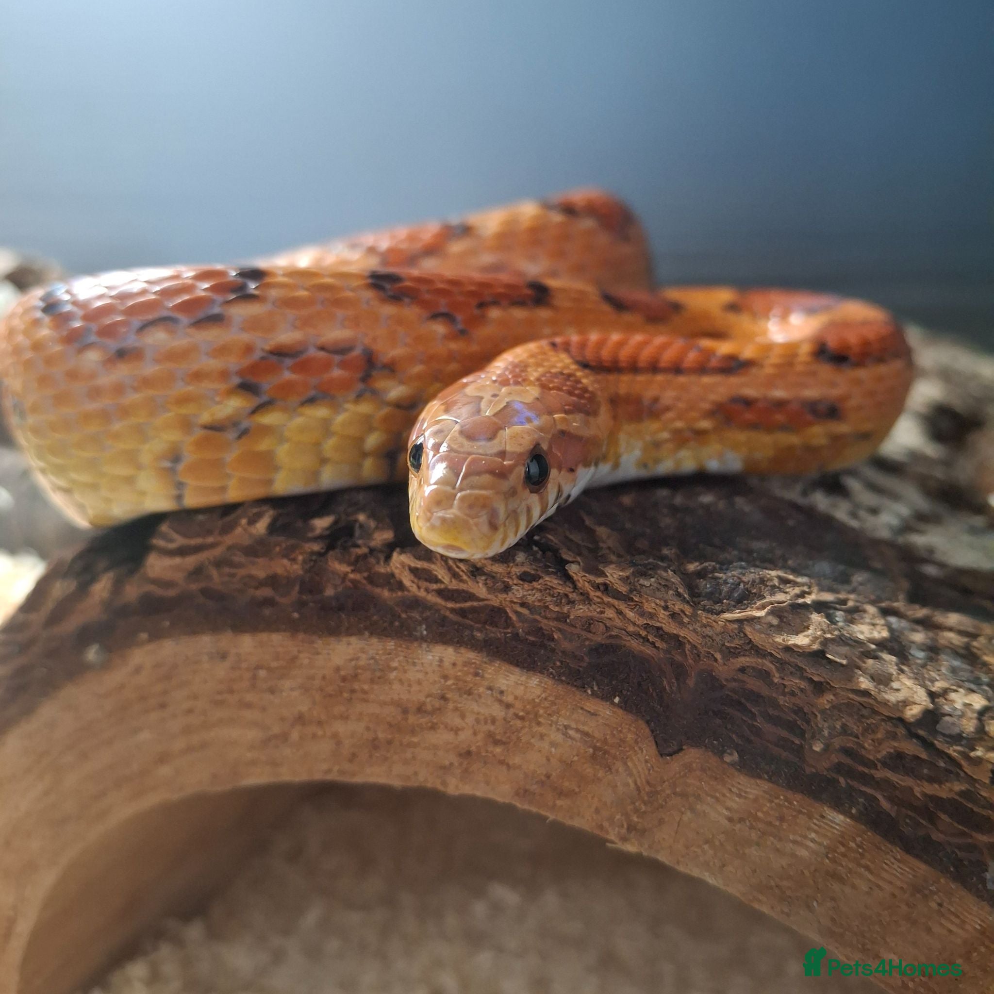 Corn Snake reptiles Corn snake and vivarium  - Advert 1