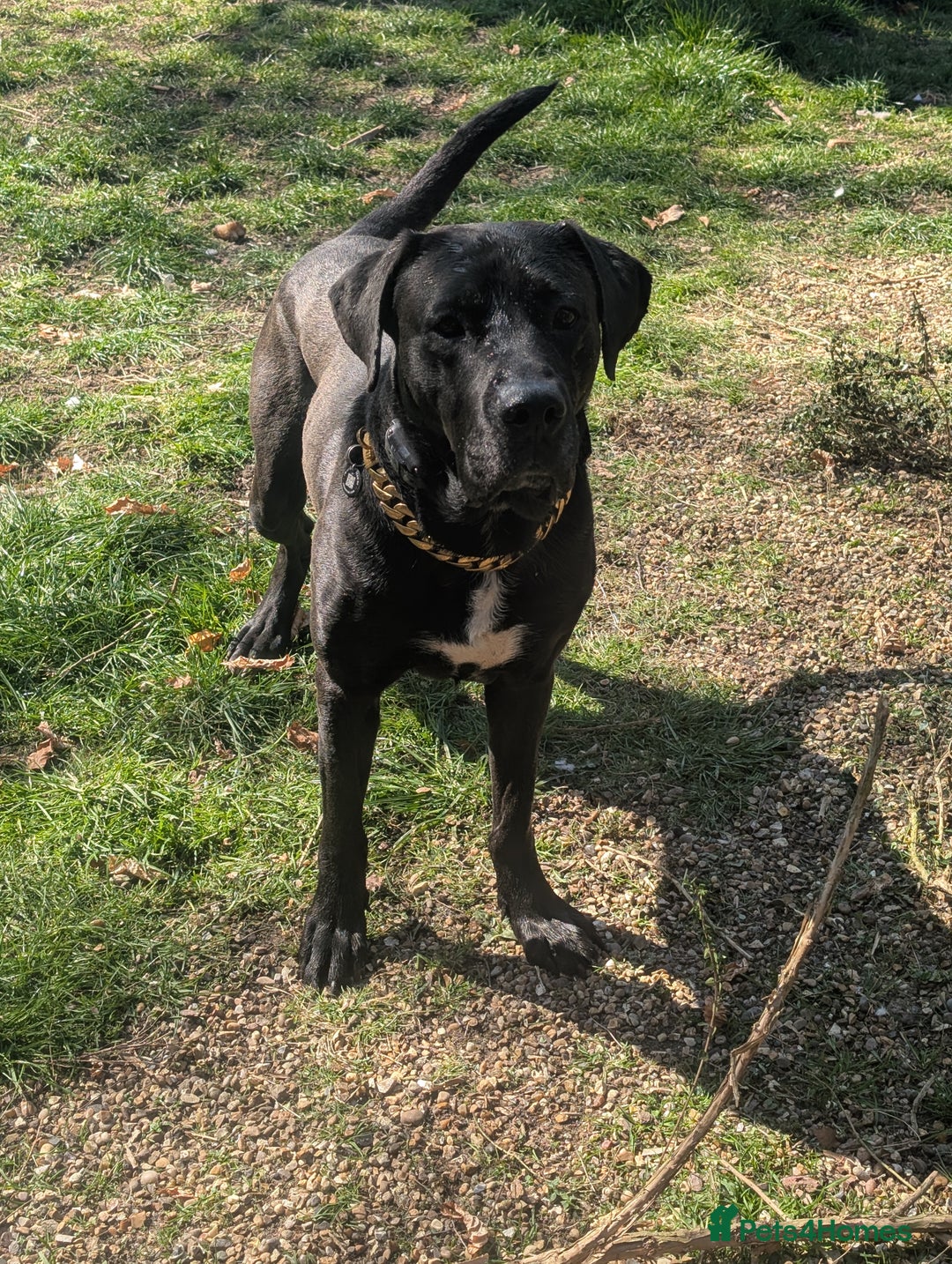 Mixed Breed dogs for sale: Loki for rehoming  - Advert 1