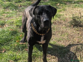 Mixed Breed dogs Loki for rehoming - Advert 1