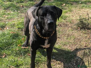 Mixed Breed dogs Loki for rehoming - Advert 1