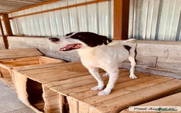 Mixed Breed dogs for adoption: Pixel, 3-4 yrs old. Available for adoption. - Image 24