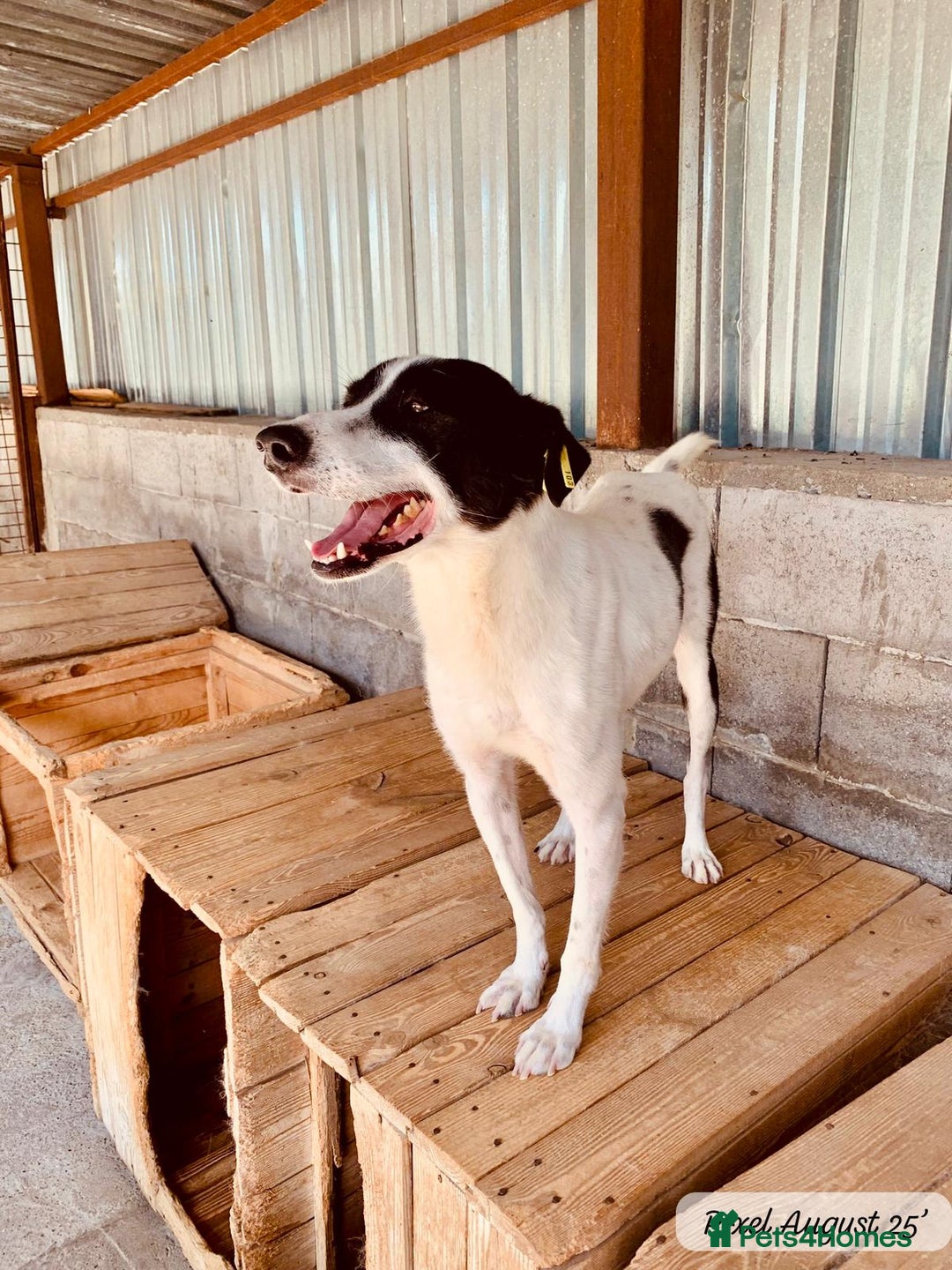 Mixed Breed dogs for adoption: Pixel, 3-4 yrs old. Available for adoption. - Image 24