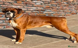 Boxer dogs for stud: Health tested Bobtail stud - Image 4