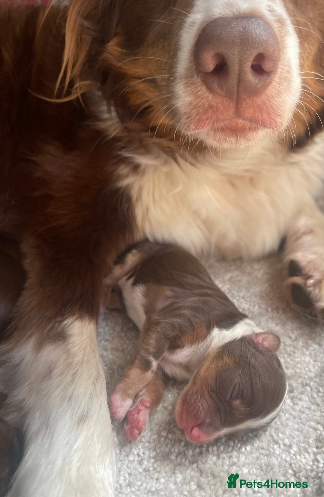 Bordoodle dogs for sale: OUTSTANDING *TRI COLOUR* MINIATURE BORDOODLES - Image 13
