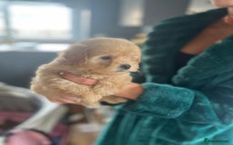 Maltipoo dogs for sale: 💫Tiny Red Boys Available Now💫 - Image 25