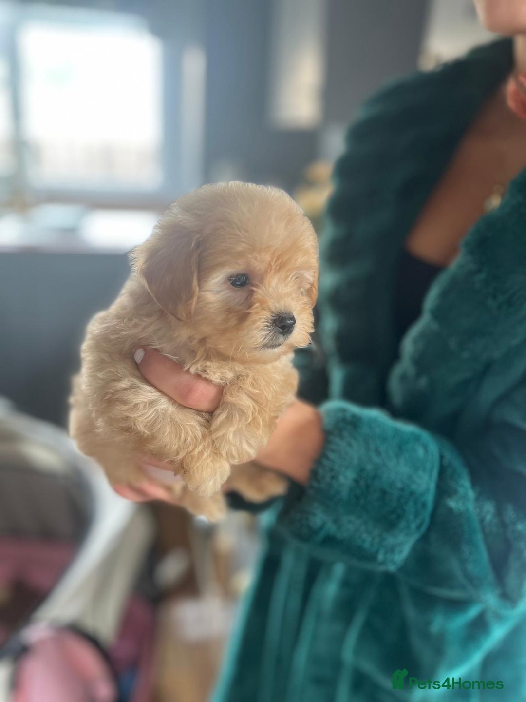 Maltipoo dogs for sale: 💫Tiny Red Boys Available Now💫 - Image 25