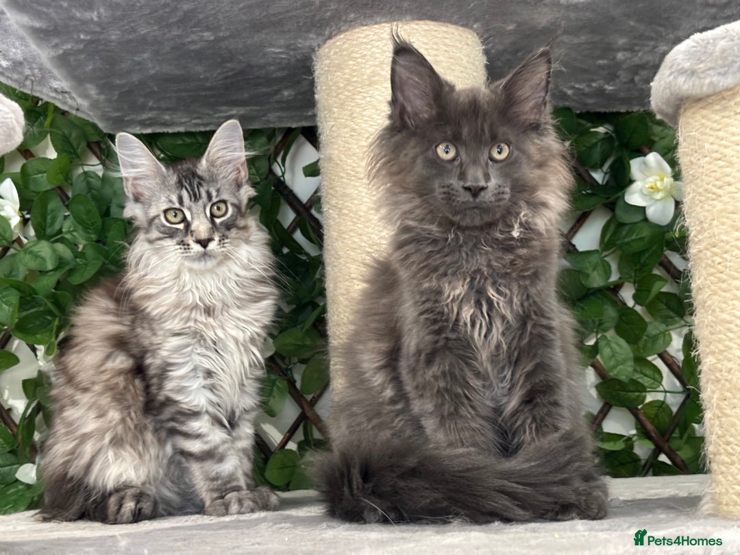 Maine Coon cats for sale: TICA 5 GEN PEDIGREE DNA TESTED  - Image 7