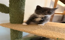 Siberian cats for sale: Full stunning siberian kittens for sale - Image 4