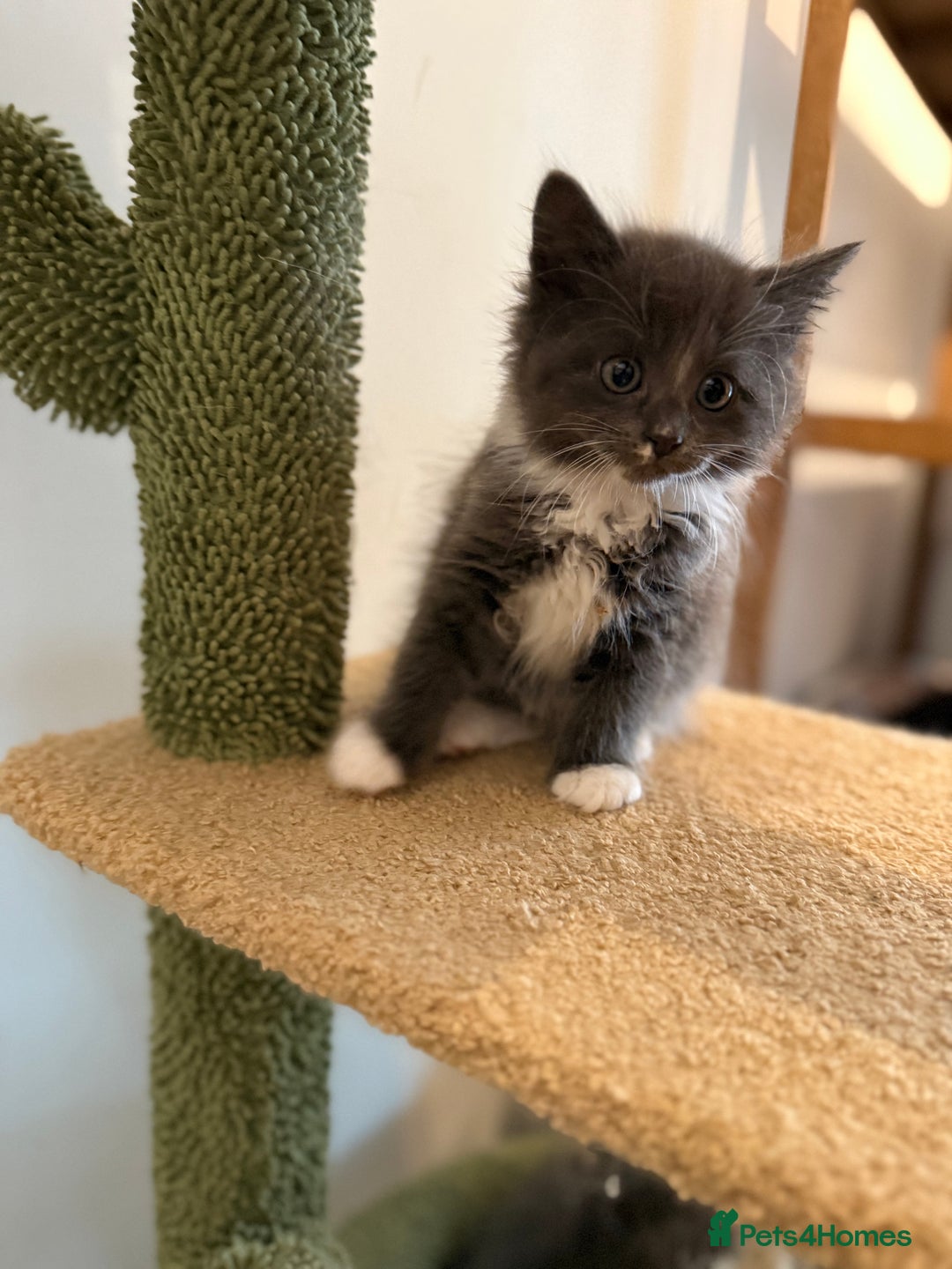 Siberian cats for sale: Full stunning siberian kittens for sale - Image 4